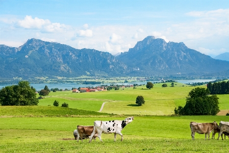 Switzerland grassland pasture natural landscape Photo