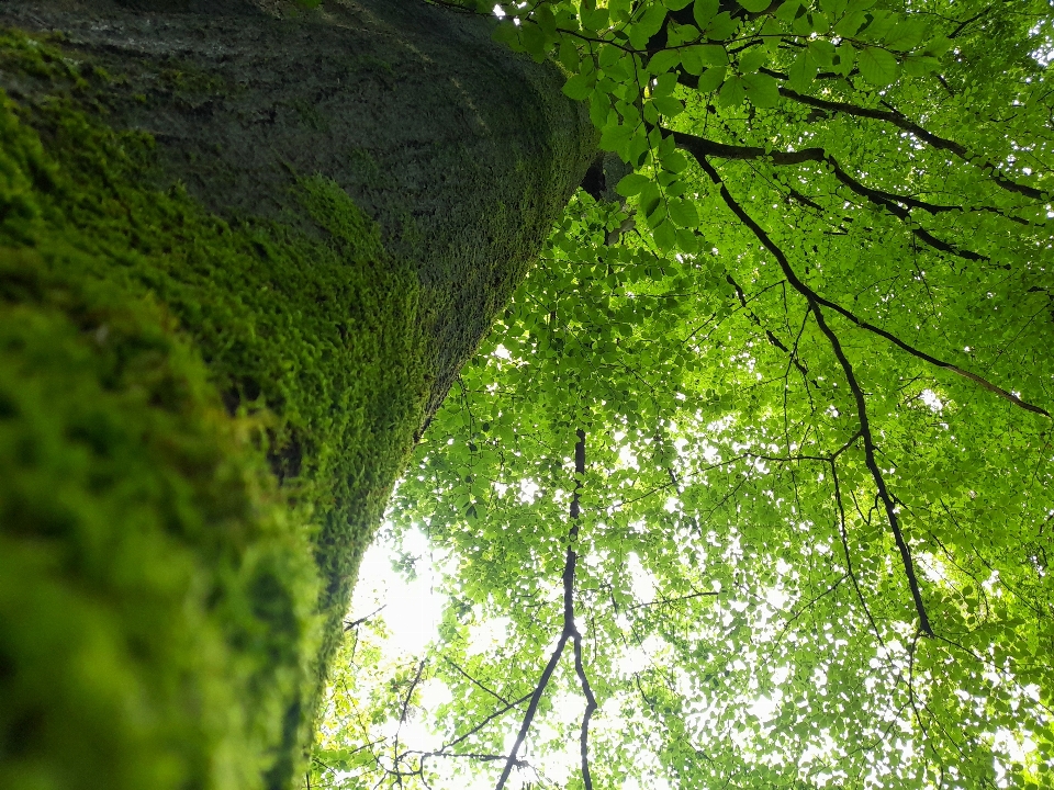 Natureza verde árvore vegetação