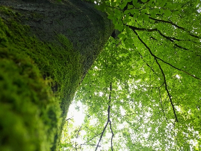 自然 緑 木 植生 写真