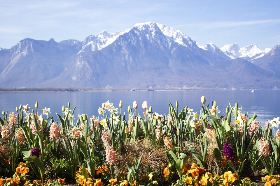 Suisse fleur paysage naturel
 nature