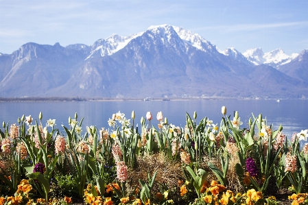 スイス 花 自然の風景
 自然 写真