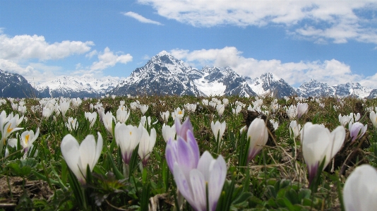 Switzerland flower spring crocus plant Photo