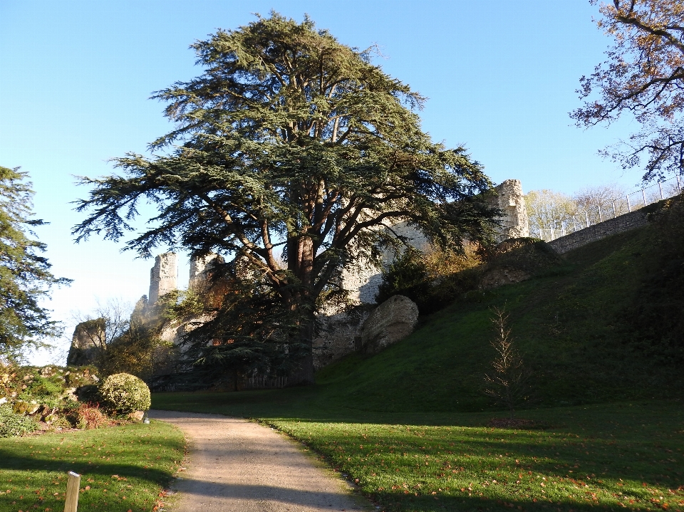 Arbre paysage naturel
 plante ligneuse
 usine