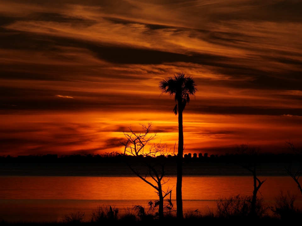 Sunset florida silhouette palm tree