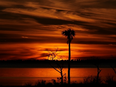 Sunset florida silhouette palm tree Photo