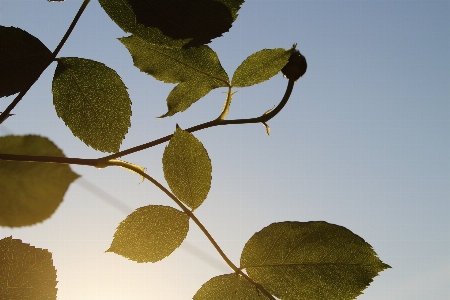 Rose flower leaf tree Photo