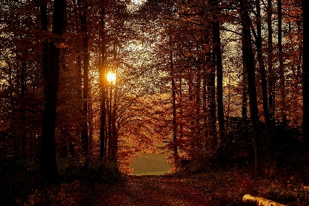 Forest sunset nature landscape Photo