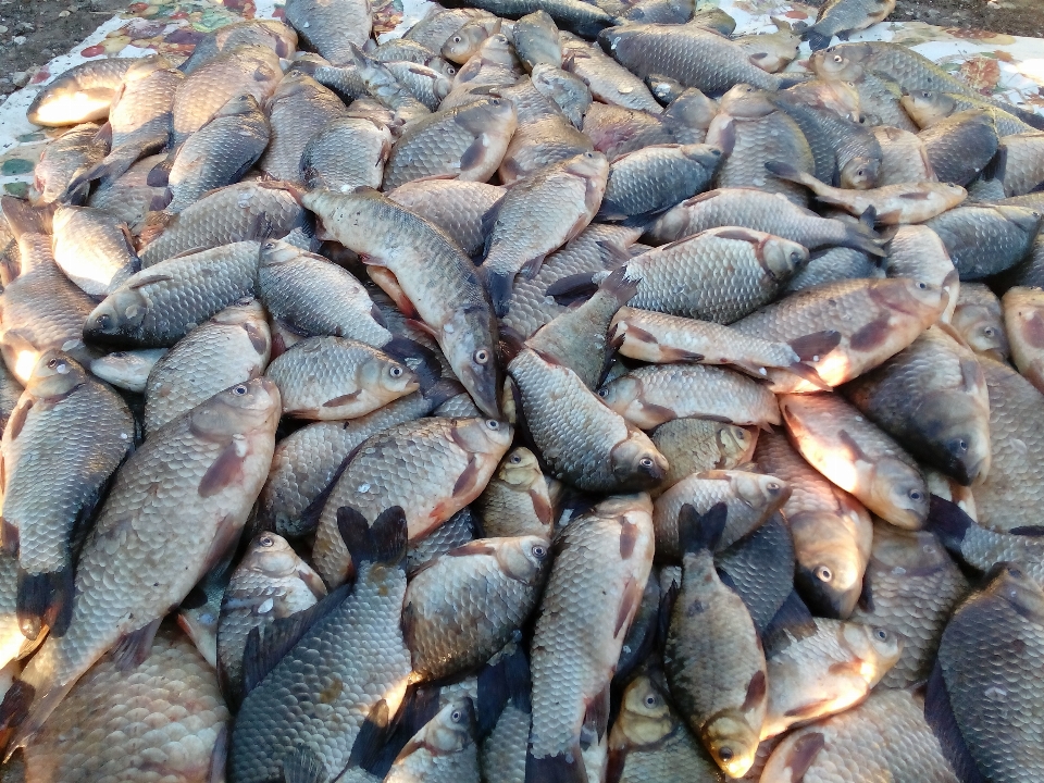 Peixe produtos de peixe
 tilapia
 oleoso
