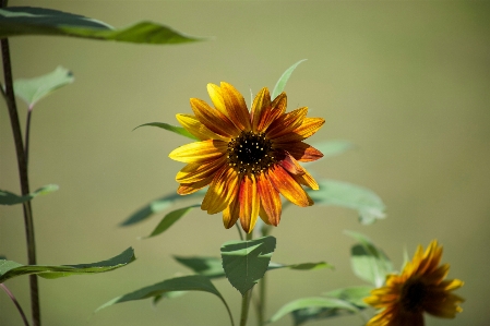 Blume blühende pflanze
 sonnenblume gelb Foto