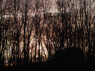 Hocking hills ohio winter trees Photo