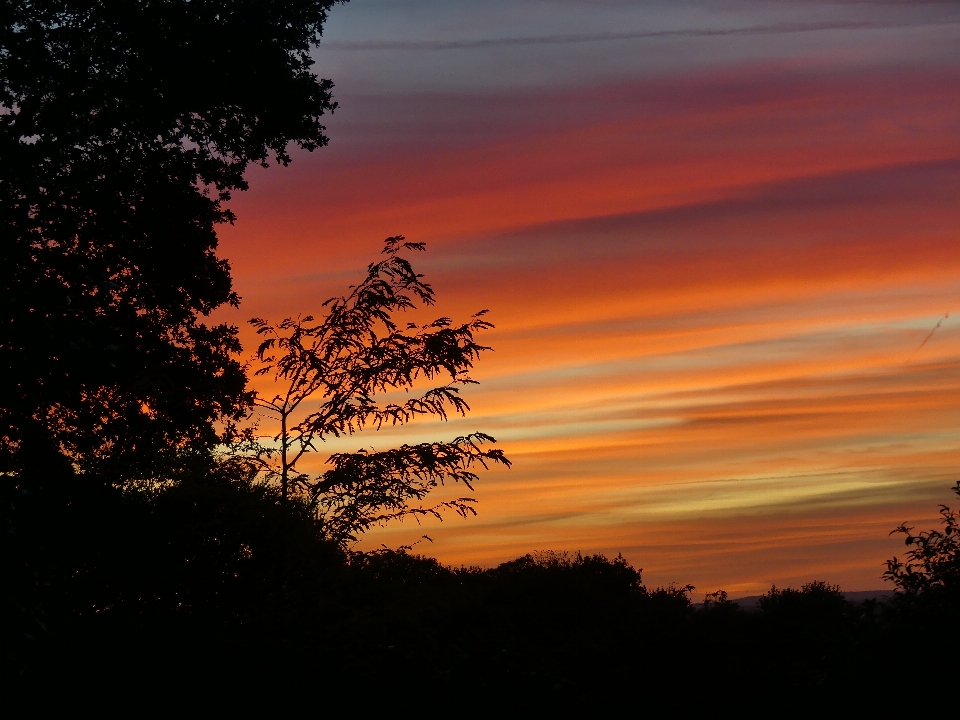 Cielo nubes atardecer árboles