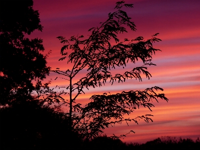 Sky clouds sunset trees Photo