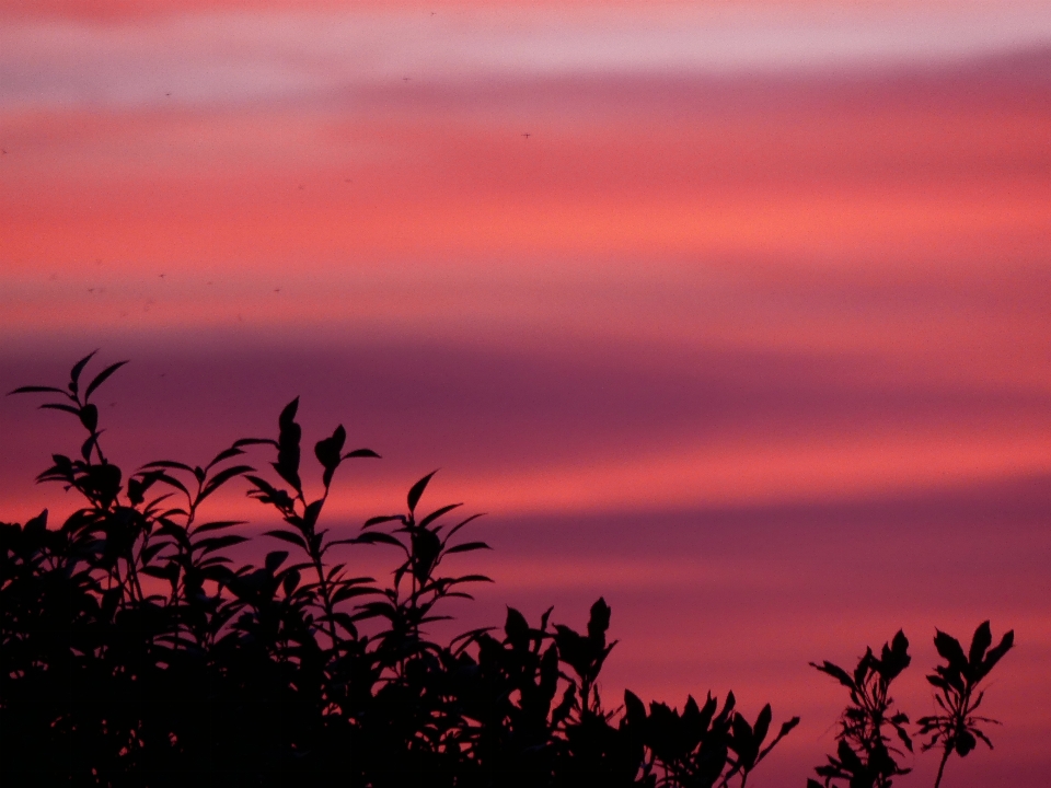 Himmel wolken sonnenuntergang bäume