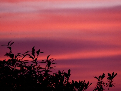 Photo Ciel des nuages coucher de soleil arbres