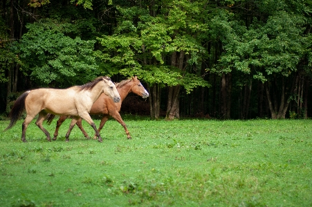 Horse mammal vertebrate pasture Photo