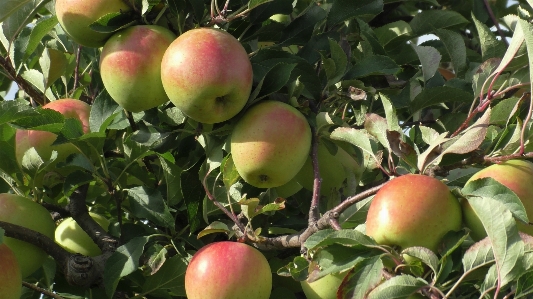 Apple ağaç meyve bitki Fotoğraf