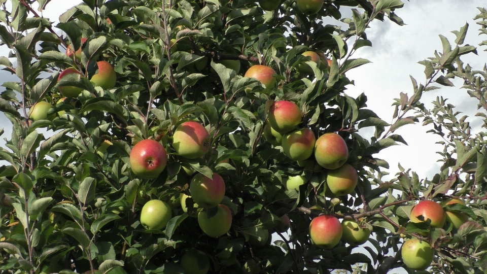 Apples flowering plant fruit tree