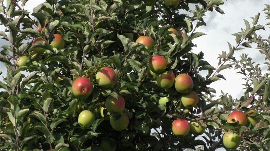 Foto Apel tanaman berbunga
 buah pohon buah
