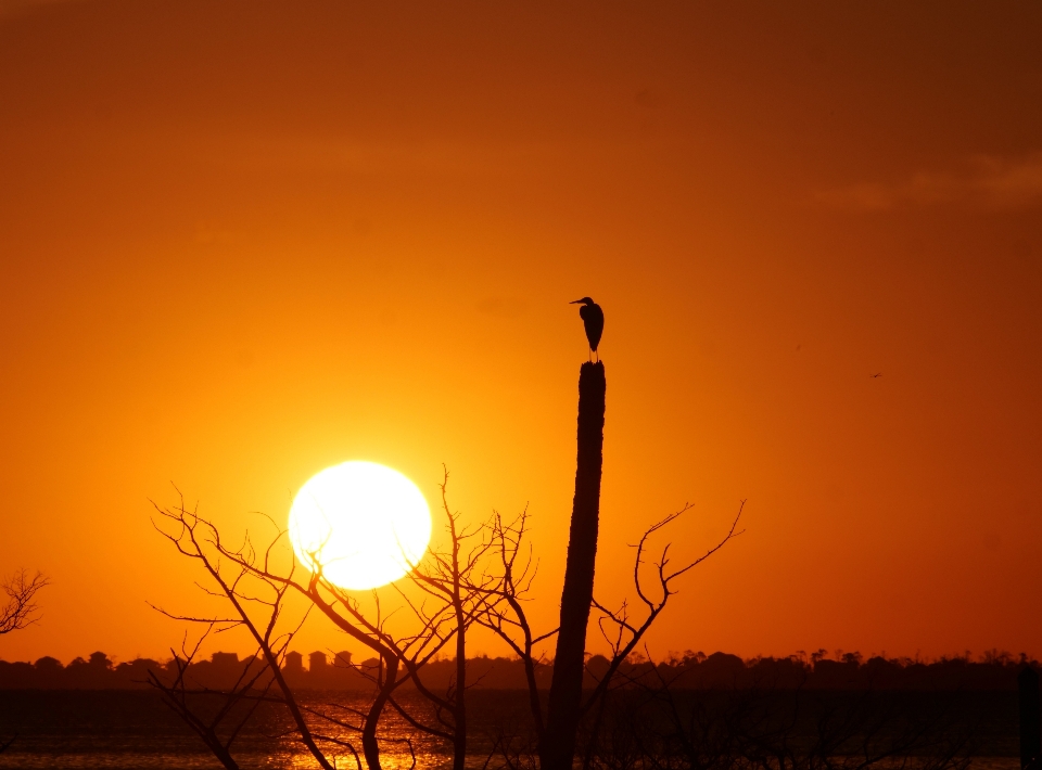 Sunset bird on a tree silhouette orange sky