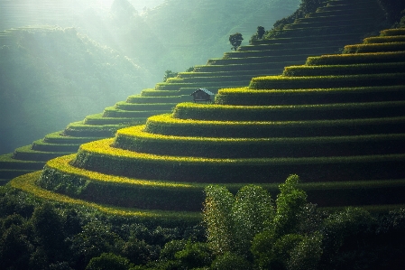 Natural terrace nature green Photo