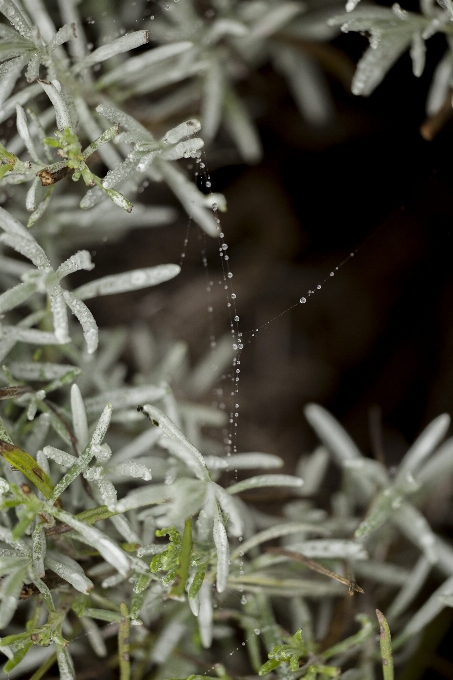 Naturaleza invierno brillar mañana