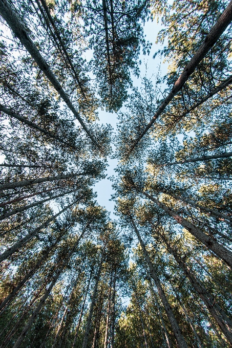 Arbre nature ciel environnement naturel
