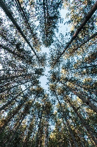 木 自然 空 自然環境
 写真