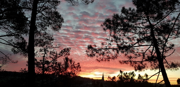 Sunrise pink tree morning Photo