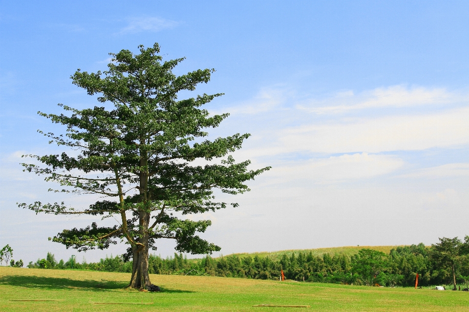 Artwork tree natural landscape sky