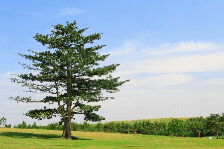 Artwork tree natural landscape sky Photo