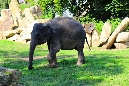 彼らを正典にする
 象 ゾウとマンモス
 陸上動物
 写真