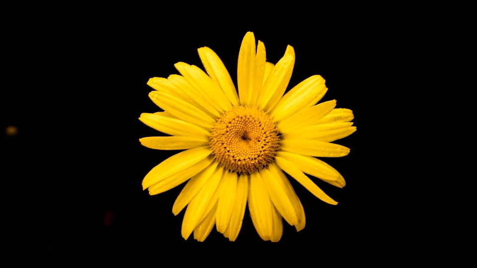 Flower yellow beautiful night