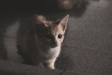 Foto Gatto mammifero basettoni
 gatti di piccola e media taglia
