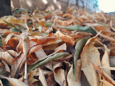 Autumn leaf plant food Photo