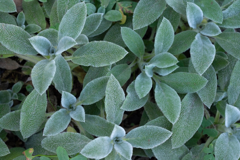 Flor jardim botânico vegetação