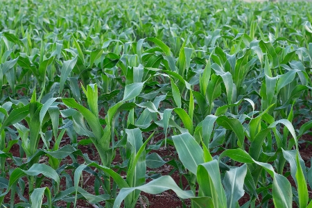 Rural countryside farm farming Photo