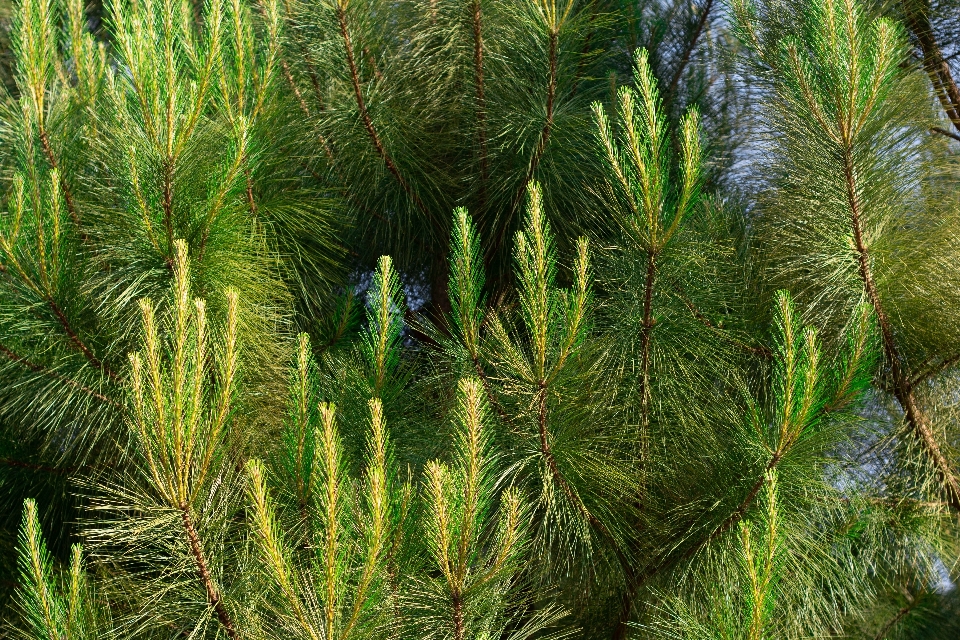 花园 植物 植被 绿色的