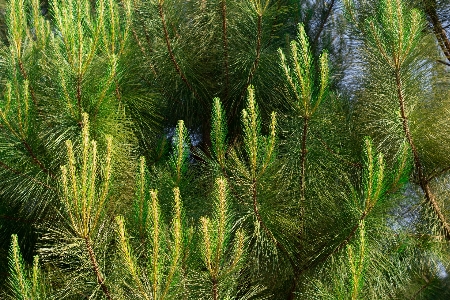 公園 植物の 植生 緑 写真