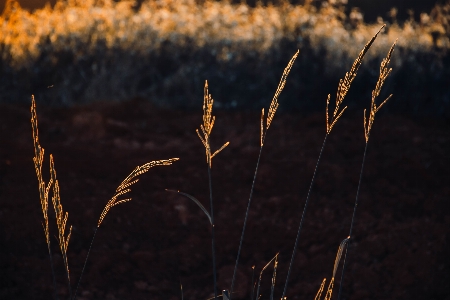 Sunset field nature landscape Photo