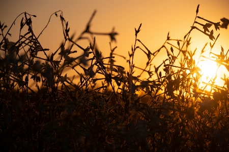 Sunset field nature landscape Photo