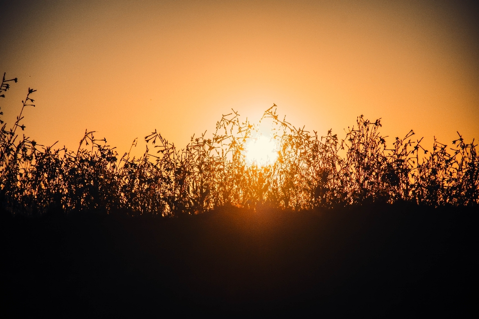 Sunset field nature landscape