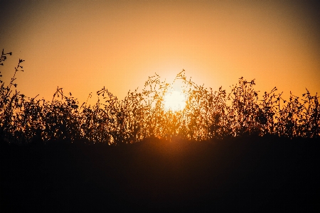 Sunset field nature landscape Photo