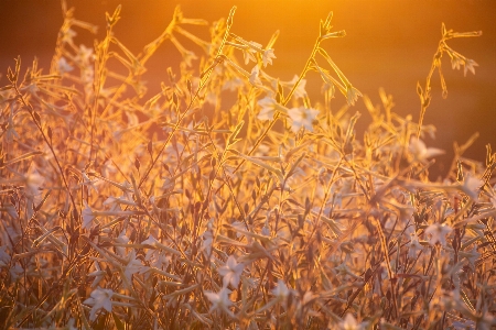 Sunset field nature landscape Photo