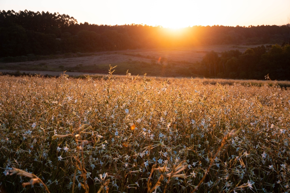 Tramonto campo natura paesaggio