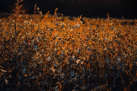 Sunset field nature landscape Photo