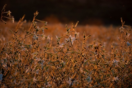 Sunset field nature landscape Photo