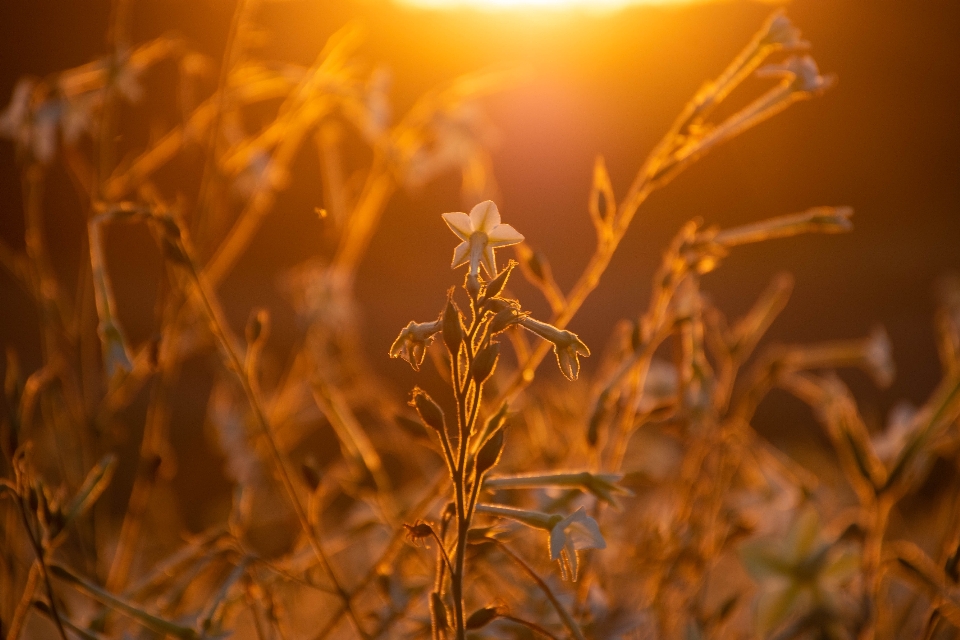 Coucher de soleil champ nature paysage