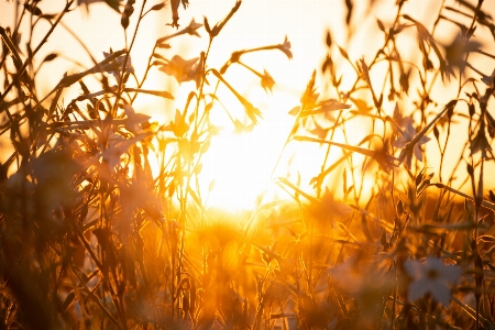 Sunset field nature landscape Photo