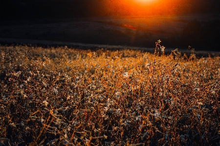 Sunset field nature landscape Photo