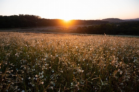 Sunset field nature landscape Photo